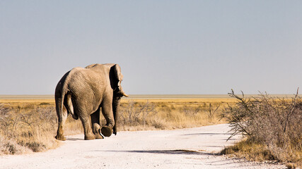 Etosha National Park, Namibia: An elephant is walking on a gravel road near the edge of the Etosha...