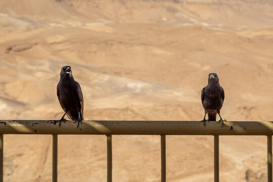 Two Tristam's Starlings Singing On A Fence Rail In Masada National Park, Israel