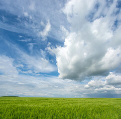 Panorama of a wheat field in Ukraine against the background of sky and clouds