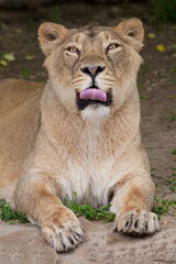Fototapeta na wymiar Lioness looks you and licks her lips