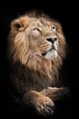 A powerful male with a magnificent mane proudly look like a king on a black background isolated in...