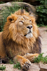 King Lion  in a half turn, head and paws , Asian Indian lion on a background of stones