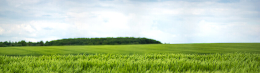 Wheat field against the background of the sky and clouds