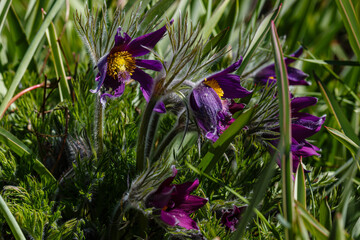 Pulsatilla easter flower on the rock alpine garden. Pulsatilla pratensis blooming