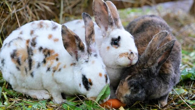 group of cute rabbits eating leaves in the garden zoo, adorable baby bunny pets
