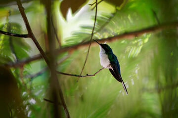 Purple-crowned fairy (Heliothryx barroti) is a large hummingbird that breeds in the lowlands and hills from southeastern Mexico south to southwestern Ecuador, sitting on the green tree in Costa Rica