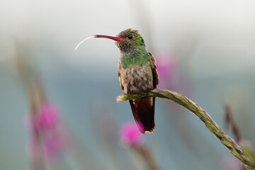 Fototapeta premium Rufous-tailed Hummingbird - Amazilia tzacatl medium-sized hummingbird, from Mexico, Colombia, Venezuela and Ecuador to Peru. Long tongue and the purple flowers in the background