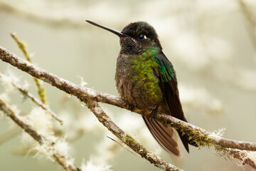 Fototapeta na wymiar Talamanca (Admirable) Hummingbird - Eugenes spectabilis is large hummingbird living in Costa Rica and Panama. Beautiful green and blue colour not visible, sitting with wings in the light background