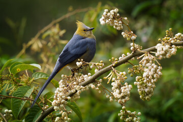 Long-tailed silky-flycatcher - Ptiliogonys caudatus bird in the mountains of Costa Rica and Panama, thrush-sized species related to waxwing, grey and yellow crested bird feeding on white berries.