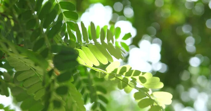 Young tamarind leaves with morning sunlight, nature background