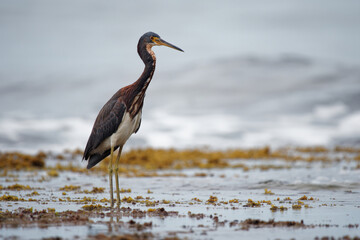 Tricolored Heron - Egretta tricolor, formerly Louisiana heron, small species of heron native to coastal parts of the Americas, long legged water bird on the beach with waves, grey colour