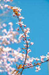 Cherry blossom trees are blooming!