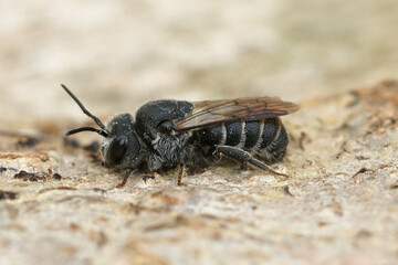 Closeup on the rare black cuckook bee, Stelis simillima in Gard, France