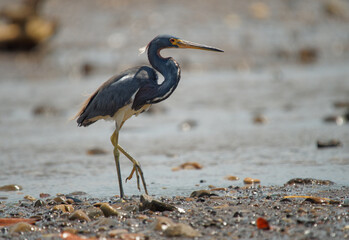 Tricolored Heron - Egretta tricolor, formerly Louisiana heron, small species of heron native to coastal parts of the Americas, long legged water bird on the beach with waves, grey colour