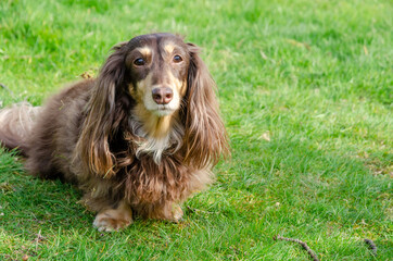 Cute chocolate cream color dachshund