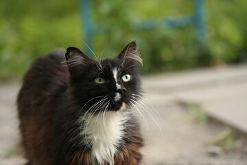 black cat on the street