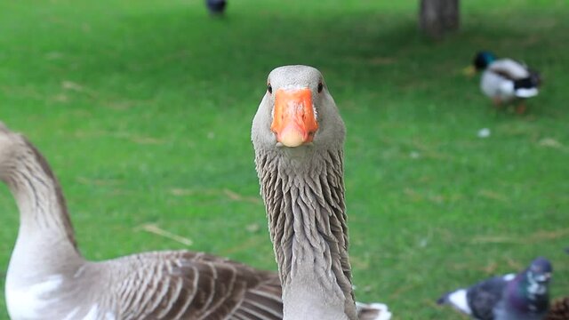Grey geese walk on goose farm. Beautiful perigord geese walk on green lawn in summer. Goose meat, French foie gras delicacy, poultry on farm in village. Waterfowl hunting