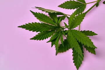leaves of hemp on a pink background