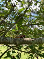 Cicada on the tree