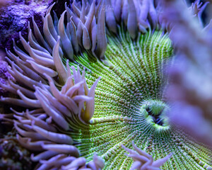 Rock Flower Anemone, green and white