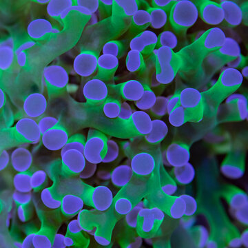 Green Frogspawn coral macro shot