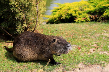 Nutria with long black fur, otter, marsh beaver eat carrots. Water rat, muskrat sits in the park, zoo, forest in summer.