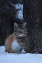 cat on the snow