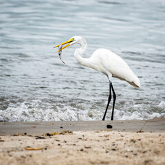 Garça alimentando-se