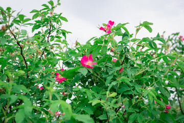 Green rose hip bush with flowers.