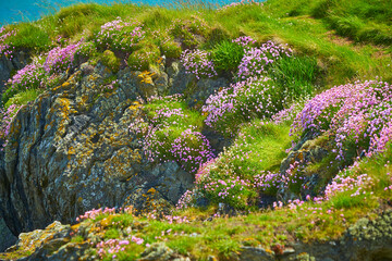 Multiple Small Bright Pink Thrift armeria Flowers Growing in the Green Grass on the Cliffs of the Irish Seaside in Ireland.