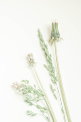 Decorative floral mockup composition. Artistic flower arrangement with dandelion flowers and herbs on a white table. Top view