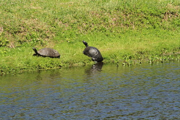 turtles outside a pond 