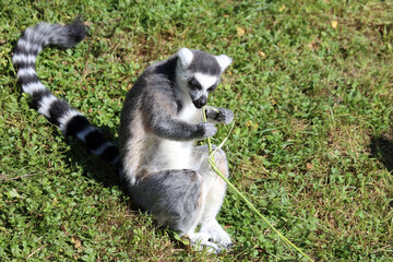 Katta / Ring-tailed lemur / Lemur catta