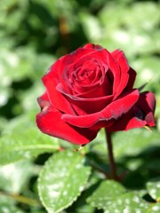 red rose with water drops