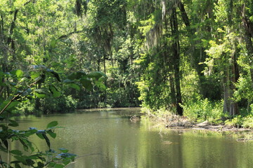 Fototapeta premium great big oak trees over a pond 