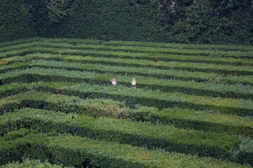 maze in the field