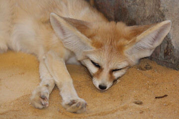 Fennek oder W&uuml;stenfuchs / Fennec fox / Vulpes zerda - Fennecus zerda
