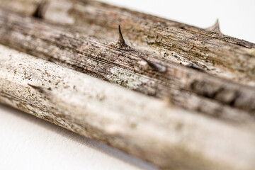 macro: 3 prickle canes with thorns