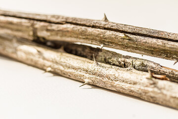 macro: three dried blackberry canes with thorns