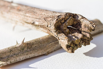 Macro: weatherd blackberry stalk broken end