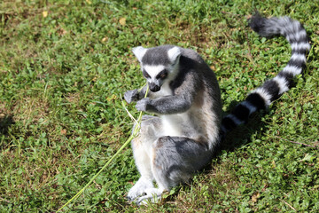 Katta / Ring-tailed lemur / Lemur catta