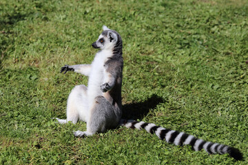 Katta / Ring-tailed lemur / Lemur catta © Ludwig