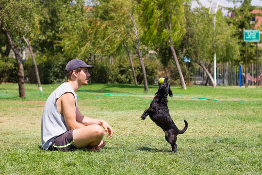 Young man sitting on grass and black dog jumping with tennis ball on mouth. Male owner playing with pet at park on sunny day
