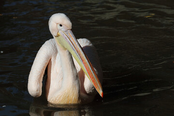 Rosapelikan / White pelican / Pelecanus onocrotalus.