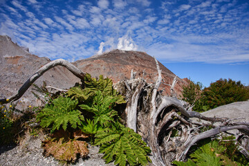 Sceneries at the Chaitén volcano, Pumalin National Park, Patagonia, Chaitén, Chil