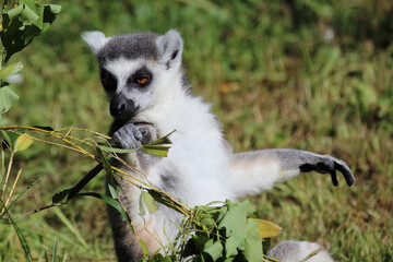 Katta / Ring-tailed lemur / Lemur catta