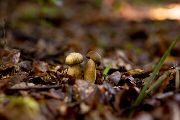 White mushrooms in the woods, on a background of leaves, bright sunlight. Boletus. Mushroom