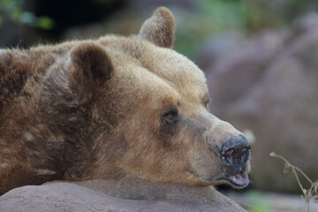 Fototapeta premium Europäischer Braunbär / European brown bear/ Ursus arctos