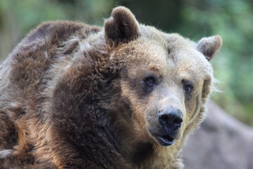 Fototapeta premium Europäischer Braunbär / European brown bear/ Ursus arctos