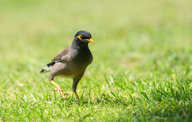 Myna bird is walking on a green grass.
